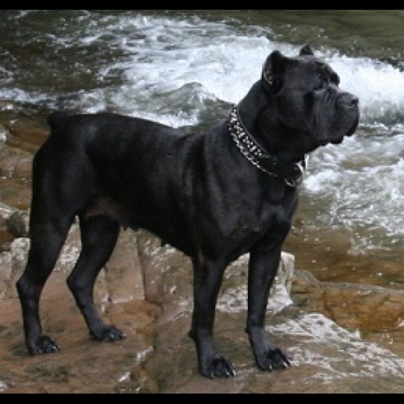 Meet your Posher, Brandon - Picture 1 of 1